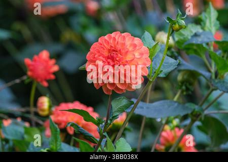 Dahlia Jowey Chantal, zweifarbige Ball Dahlia, tiefes Orange mit Gelb. Stockfoto