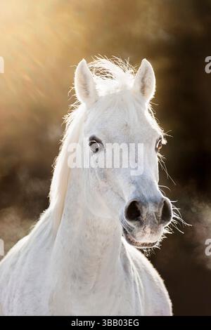 Arabisches Pferd. Porträt des Erwachsenen bei Sonnenuntergang Deutschland Stockfoto