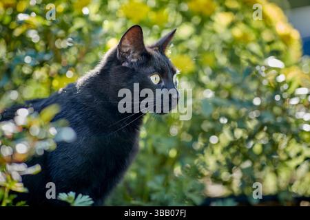 Hauskatze. Schwarzer Erwachsener in einem Garten. Deutschland Stockfoto