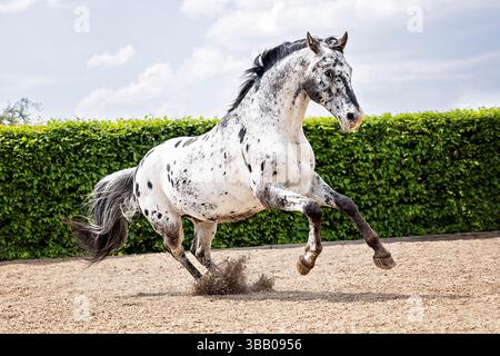 Knabstrup Horse. Leopardenhengst galoppiert in einem Fahrerlager. Deutschland Stockfoto