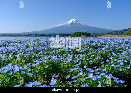 Nahaufnahme eines Feldes mit blauen Nemophila-Blüten (Babyblaue Augen) mit dem Fuji-Berg und dem Kawaguchiko-See in der Ferne, Präfektur Yamanashi, Honshu, Japan Stockfoto