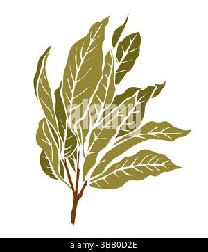 Bay hinterlässt kulinarisches aromatisches Pflanzendesign Stock Vektor