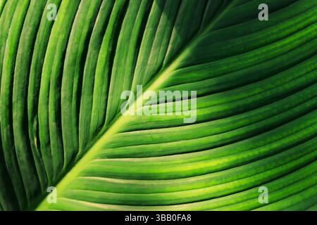 Echt frisches Grün hinterlässt die Textur für den Hintergrund, Nahaufnahme des Hintergrunds für die Blattstruktur. Stockfoto