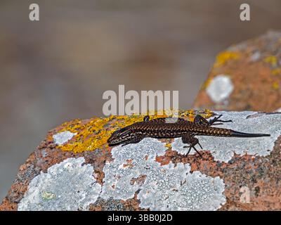 Nahaufnahme einer Wandeidechse, Podarcis muralis, auf einer Flechtenwand Stockfoto