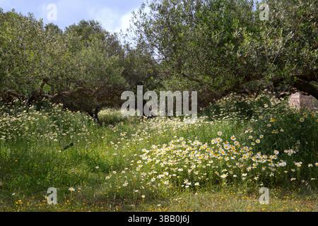 Olive Obstgarten mit Unterwuchs von Garland Chrysantheme Stockfoto