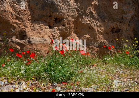 Mohnblumen wächst unter rauen Bedingungen zwischen Felsen und Kieselsteinen Stockfoto