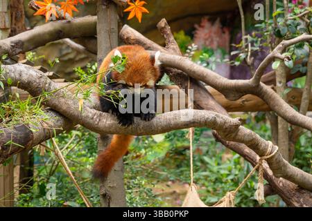 Niedlicher roter Panda, junger kleiner Panda oder firefox ailurus fulgens Stockfoto