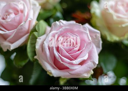 Nahaufnahme einer wunderschönen Rosa Rose in Bloom. Makroaufnahme einer blühenden, weichen rosa Rose mit zarten Blütenblättern und üppigen grünen Blättern im Hintergrund. Stockfoto