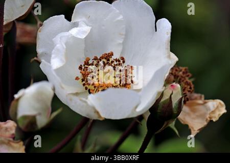 Hunderose (Rosa canina) allgemein bekannt als die Hunderose, ist eine variable Kletterrose, wilde Rosenarten, die in Europa, NW Afrika und Westasien beheimatet sind. Stockfoto