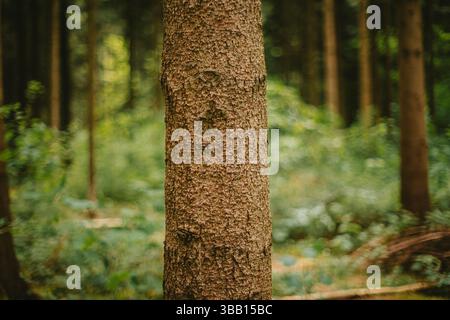 Waldbaumstamm in einem Wald. Nahaufnahme, grüne Vegetation, geringe Tiefe des Feldes, keine Leute. Stockfoto