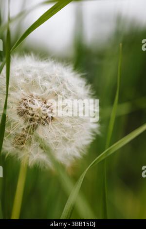 Weicher, weißer Löwenzahn-Blumenball. Makroaufnahme, grüner Vegetationshintergrund, keine Leute Stockfoto
