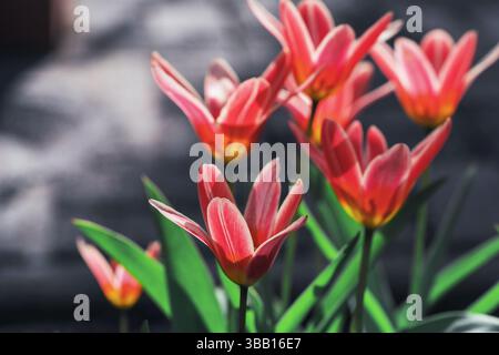 An einem sonnigen Frühlingstag blühen in einem üppig grünen Garten knallig rosa Tulpen. Ihre leuchtenden Farben sorgen für eine atemberaubende Darstellung inmitten des Grüns und sind attraktiv Stockfoto