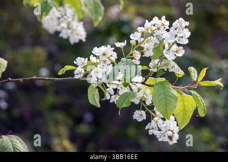 Frühlingsblumen der weißen Vogelkirsche blühen im Mai Stockfoto