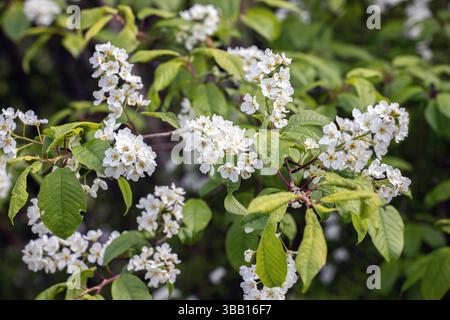 Frühlingsblumen der weißen Vogelkirsche blühen im Mai Stockfoto