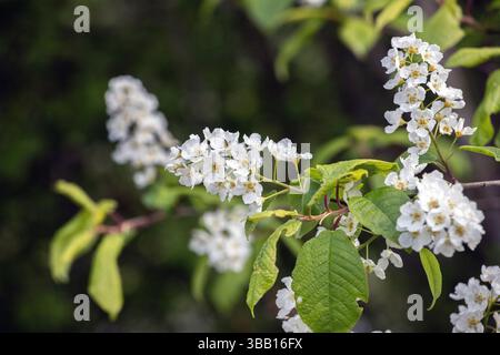 Frühlingsblumen der weißen Vogelkirsche blühen im Mai Stockfoto