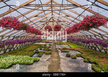 Holzrahmengewächshaus mit Reihen violetter und roter Petunien in hängenden Körben sowie weiß- und rot blühenden Begonien, die in Containern angebaut werden. Stockfoto