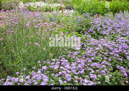 Blaues Ageratum - Seidenblüten, lila Verbena bonariensis in der Grenze im Sommer, Centre de la Nature Public Garden, Laval, Quebec, Kanada. Stockfoto
