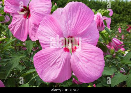 Nahaufnahme von Hibiscus moscheutos „Pink Elephant“ - Sumpfrosen-Malve in der Grenze im Sommer. Stockfoto