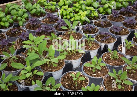 Reihen von grünen, violetten Ocimum basilicum - Basilikum, Salvia - Salbei Kräuterpflanzen, die in Plastikbehältern im Gewächshaus angebaut werden. Stockfoto