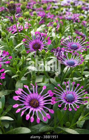 Nahaufnahme von violettem Osteospermum - afrikanische Gänseblümchen, die in Behältern im Gewächshaus wachsen. Stockfoto