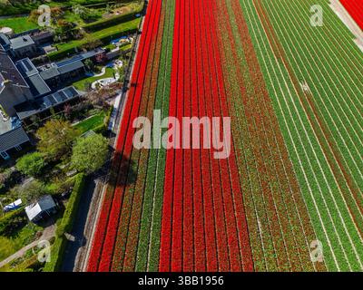 Aus der Vogelperspektive pulsierende Tulpenfelder in voller Blüte, umgebende Industriegebäude in ländlicher Landschaft. Bunte Blumenreihen erstrecken sich in Richtung Stockfoto