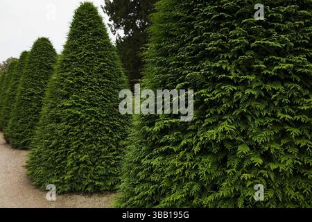 Reihe getrimmter Pyramidenthuja - Zedernbäume im Garten am Schloss Schwetzingen im Spätsommer, Schwetzingen, Bayern, Deutschland. Stockfoto