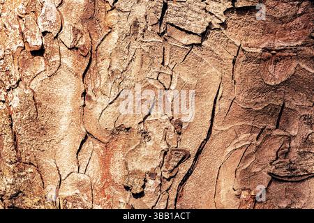Detaillierte Texturen der Baumrinde werden präsentiert, die verschiedene Schattierungen und Muster offenbaren. Diese einzigartige Nahaufnahme zeigt die natürliche Schönheit des Waldes Stockfoto