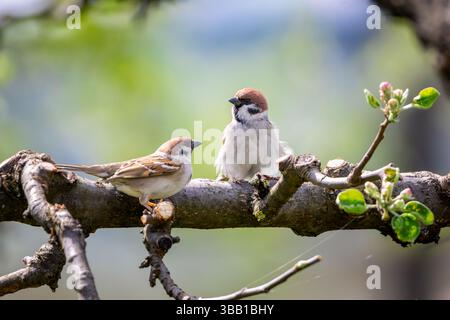 Zwei eurasische Spatzen (Passer montanus) ruhen auf einem blühenden Baumzweig, umgeben von den sanften Farben des Frühlings. Mit ihrer unverwechselbaren Kastanie Stockfoto