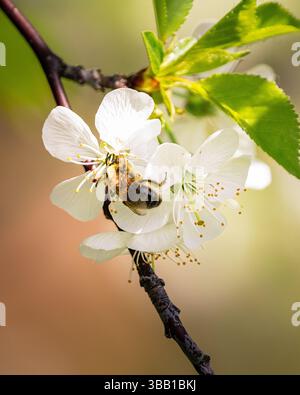 Eine Honigbiene (APIs mellifera) sammelt Nektar von einer zarten weißen Blüte auf einem Obstbaumzweig. Diese Nahaufnahme-Makroaufnahme wird in warmem Frühlingslicht aufgenommen Stockfoto