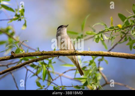 Gewöhnlicher Chiffchaff auf einem Zweig. Ein Symbol der Natur im Frühling Stockfoto