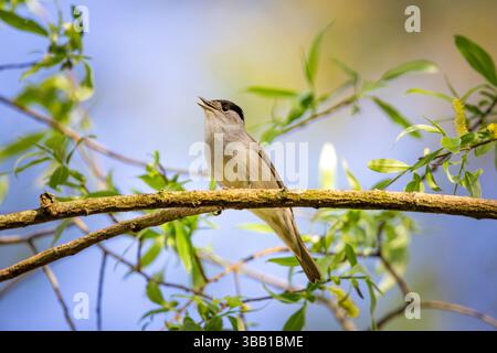 Gewöhnlicher Chiffchaff auf einem Zweig. Ein Symbol des Naturvogels im Frühling Stockfoto
