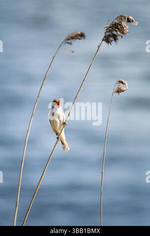 Ein großer Schilfwurmler (Acrocephalus arundinaceus) singt von einem hohen Schilfstiel vor einem weichen blauen Hintergrund aus Wasser. Dieses Bild zeigt einen klassischen nassen Zustand Stockfoto