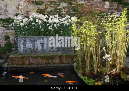 Farne und Fischteich Stockfoto