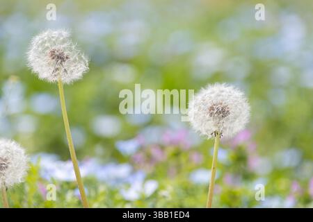Löwenzahn-Samenköpfe stehen auf einer farbenfrohen Frühlingswiese Stockfoto