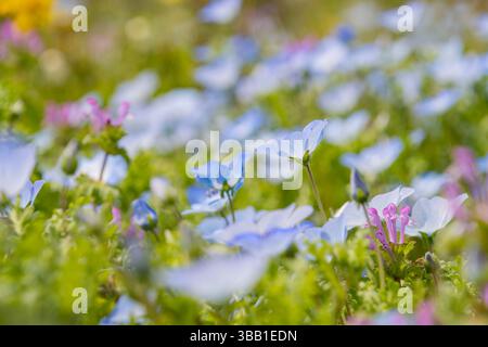 Zarte Baby Blue Eyes Blumen blühen auf einer Frühlingswiese Stockfoto