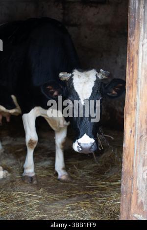 Eine Kuh mit Hörnern steht in einer Scheune. Die Kuh hat einen weißen Fleck im Gesicht Stockfoto