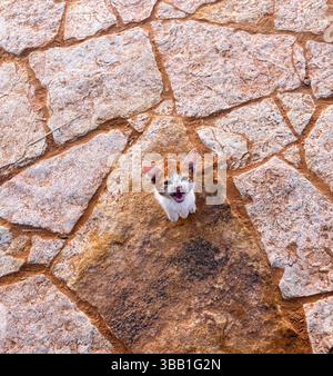 Oranges Kätzchen jauchelt von unten in Tunesien vor der Kamera Stockfoto