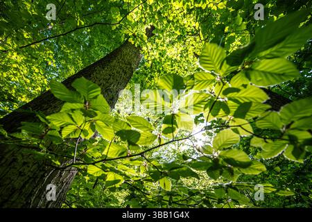 Üppig grüne Blätter auf Buchen in einem Laubwald im Frühjahr Stockfoto