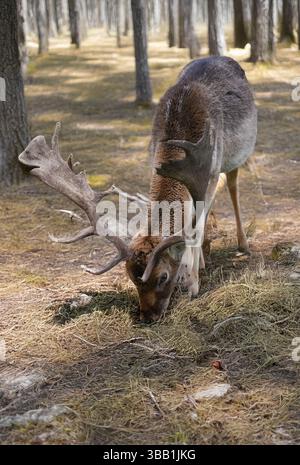 Reh im Wald Stockfoto