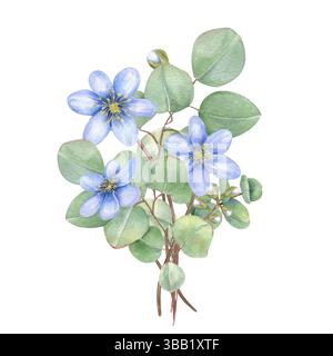 Aquarellstrauß von zarten blauen hepatica-Blüten und duftenden Eukalyptusblättern isolierter Hintergrund. Romantische botanische Illustration für die Hochzeit Stockfoto