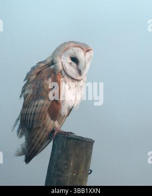 Wilde ausgewachsene Eulen (Tyto alba), die an einem nebeligen Morgen in Oxfordshire kurz vor Sonnenaufgang thronten Stockfoto