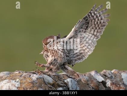 Eine wilde kleine Eule (Athene noctua), die auf einer Steinmauer in Norfolk landet Stockfoto