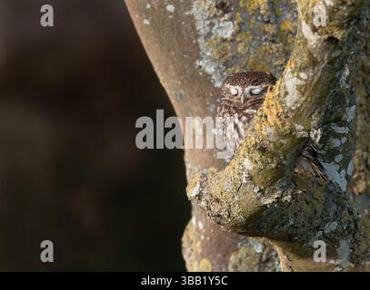 Eine wilde kleine Eule (Athene noctua), die in der Abendsonne döst, Norfolk Stockfoto
