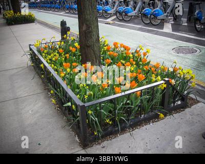 Baumgrube mit Tulpen und Narzissen bepflanzt am Freitag, 18. April 2025 im Stadtteil Chelsea in New York (© Richard B. Levine) Stockfoto