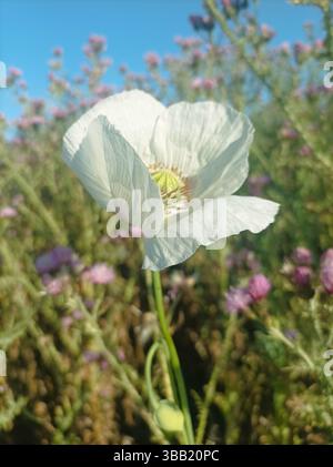 White Papaver Somniferum Bloom zeichnet sich durch violette Wildblumen und grünes Laub unter klarem blauem Himmel in einer natürlichen Umgebung aus. Stockfoto
