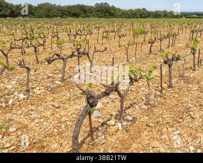 Frankreich, Weinberg auf Quarz- und Quarzitsteinchen in Châteauneuf-du-Pape. Châteauneuf-du-Pape ist eine Weinregion der Appellation d'Origine Contrôlée (AOC) Stockfoto