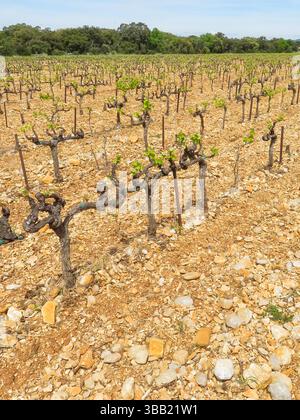Frankreich, Weinberg auf Quarz- und Quarzitsteinchen in Châteauneuf-du-Pape. Châteauneuf-du-Pape ist eine Weinregion der Appellation d'Origine Contrôlée (AOC) Stockfoto