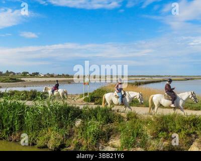 Frankreich, die Camargue ist ein geschütztes marschgebiet, in dem wilde Camargue-Pferde leben. Camargais oder Cheval de Camargue ist eine traditionelle französische Rasse Stockfoto