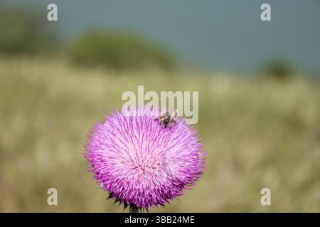 Biene sammelt Nektars auf einer Purple Thistle Blume in der natürlichen Wiese Stockfoto