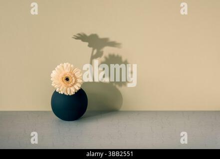 Einzelne Gerbera in schwarzer Vase mit doppelten Schatten an der Wand Stockfoto